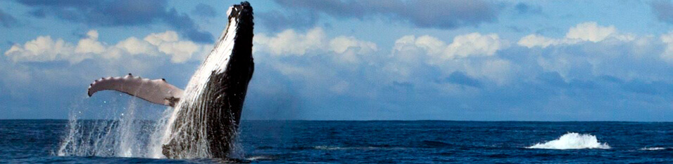 azuluna-avistamiento-ballenas1