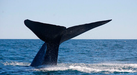 azuluna-avistamiento-ballenas3